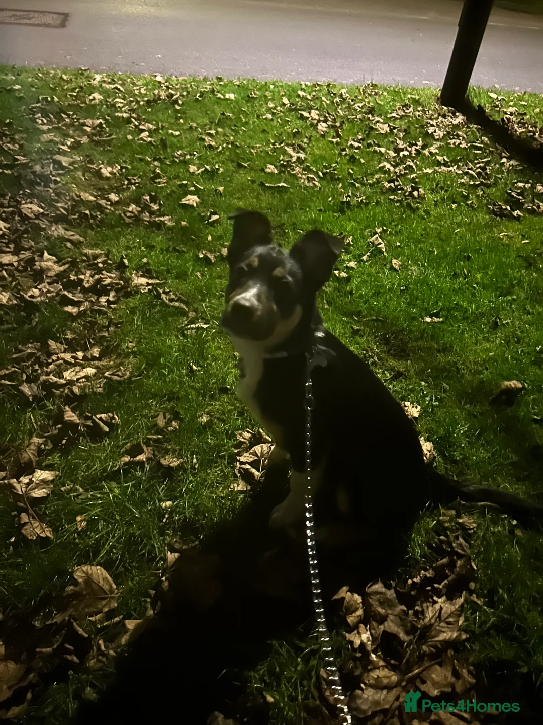 Mixed Breed dogs for sale: Angus - Advert 6