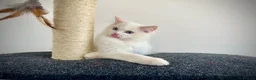 Ragdoll cats for sale: Last three ragdoll kittens! Don’t miss out! - Advert 22