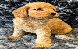 Cavapoo dogs for sale: Cavapoo puppies - Image 5