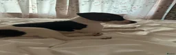 Jack Russell dogs for sale: Beautiful female jack Russell puppy  - Advert 5