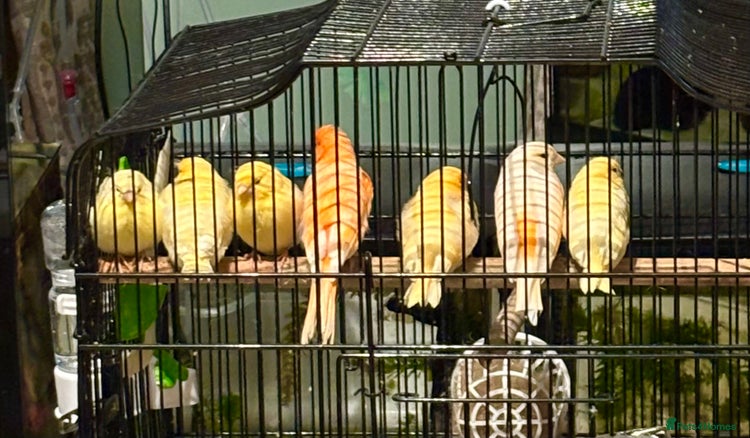 Canaries birds - Advert 16