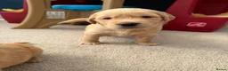 Golden Retriever dogs for sale: Kennel Club Golden Retriever Puppies Health Tested - Advert 9