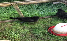 Chickens poultry for sale: SIX PURE BRED BLACK SILKY BANTAMS  - Image 3