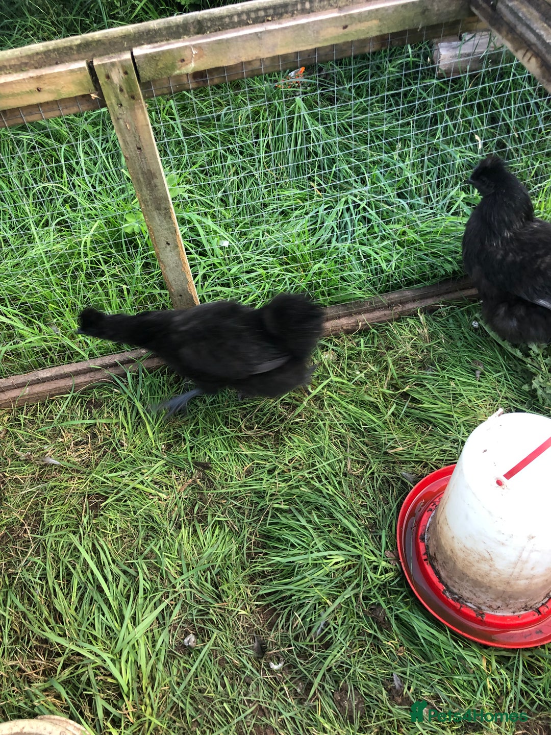Chickens poultry for sale: SIX PURE BRED BLACK SILKY BANTAMS  - Image 3