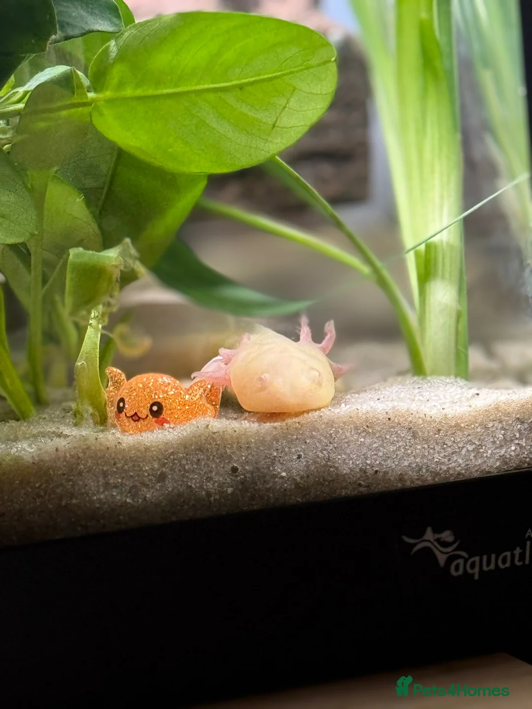 Axolotl reptiles for sale: Juvenile albino axolotl - Advert 1