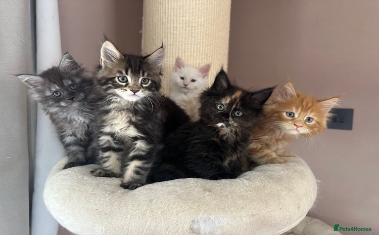 Maine Coon cats - Advert 5