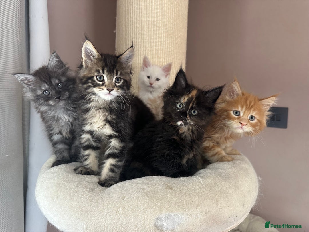 Maine Coon cats for sale: TICA registered Maine Coon kittens  - Image 1