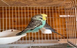 Budgerigars birds for sale: Exhibition budgie flock  - Image 7