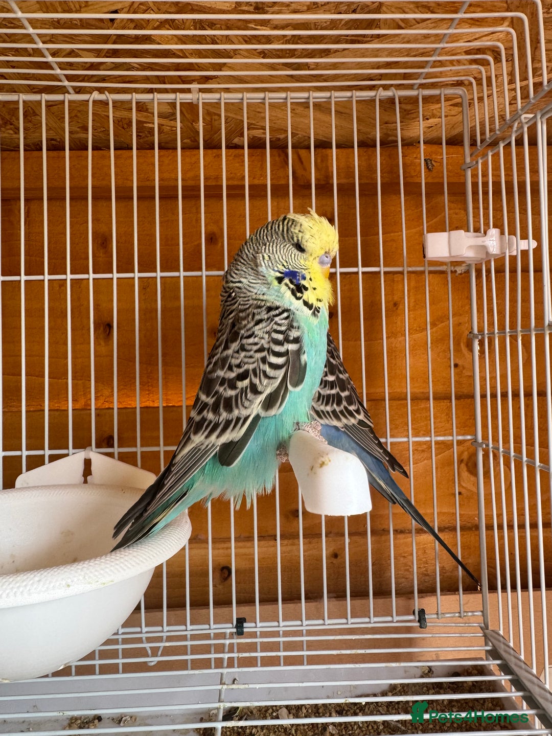 Budgerigars birds for sale: Exhibition budgie flock  - Image 7