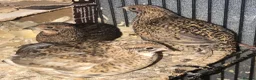Quail poultry for sale: QUAILS/CHINESE PAINTED BUTTONS ! - Advert 29