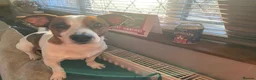 Jack Russell dogs for sale: Pure Jack russell puppies  in York - Advert 20