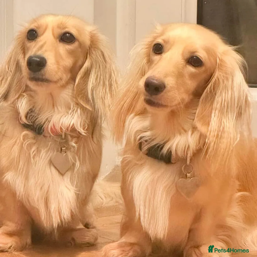 Miniature Dachshund dogs for sale: 5 star Licensed family Breeder Shaded Creams - Advert 2