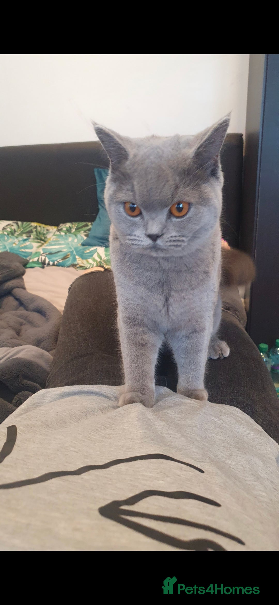 British Shorthair cats for sale: Looking for a Loving Home for Luna 🐾 - Advert 1