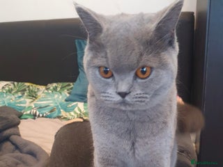 British Shorthair cats Looking for a Loving Home for Luna 🐾 - Advert 1