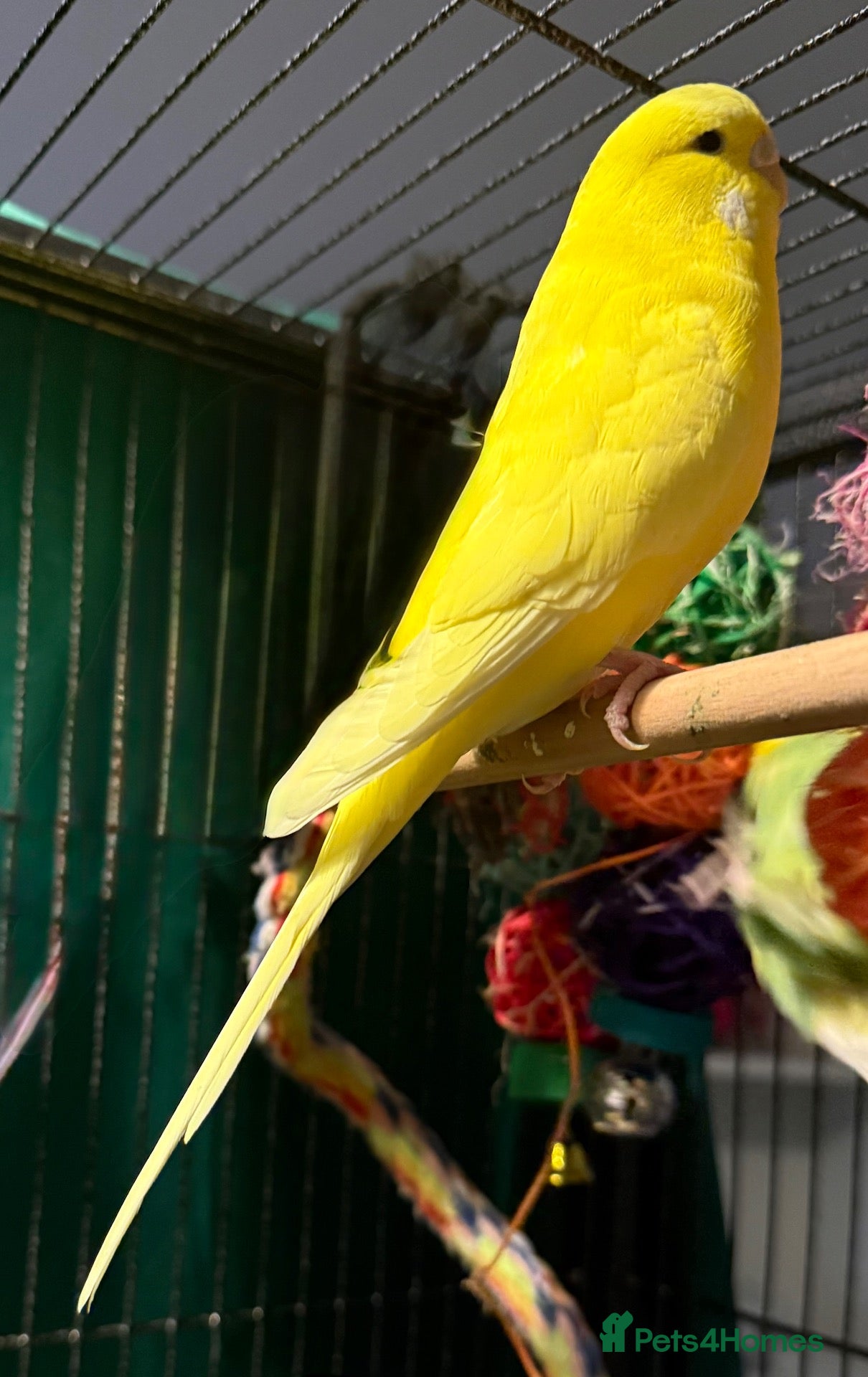 Budgerigars birds  Bonded 5 month old budgies, male & female  - Advert 2