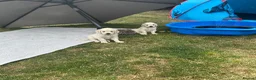 Golden Retriever dogs for sale: 1 Handsome Cream Golden Retriever Boy - Advert 2