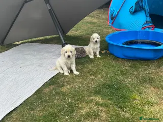 Golden Retriever dogs 2 Beautiful Golden Retriever Puppies - Advert 9