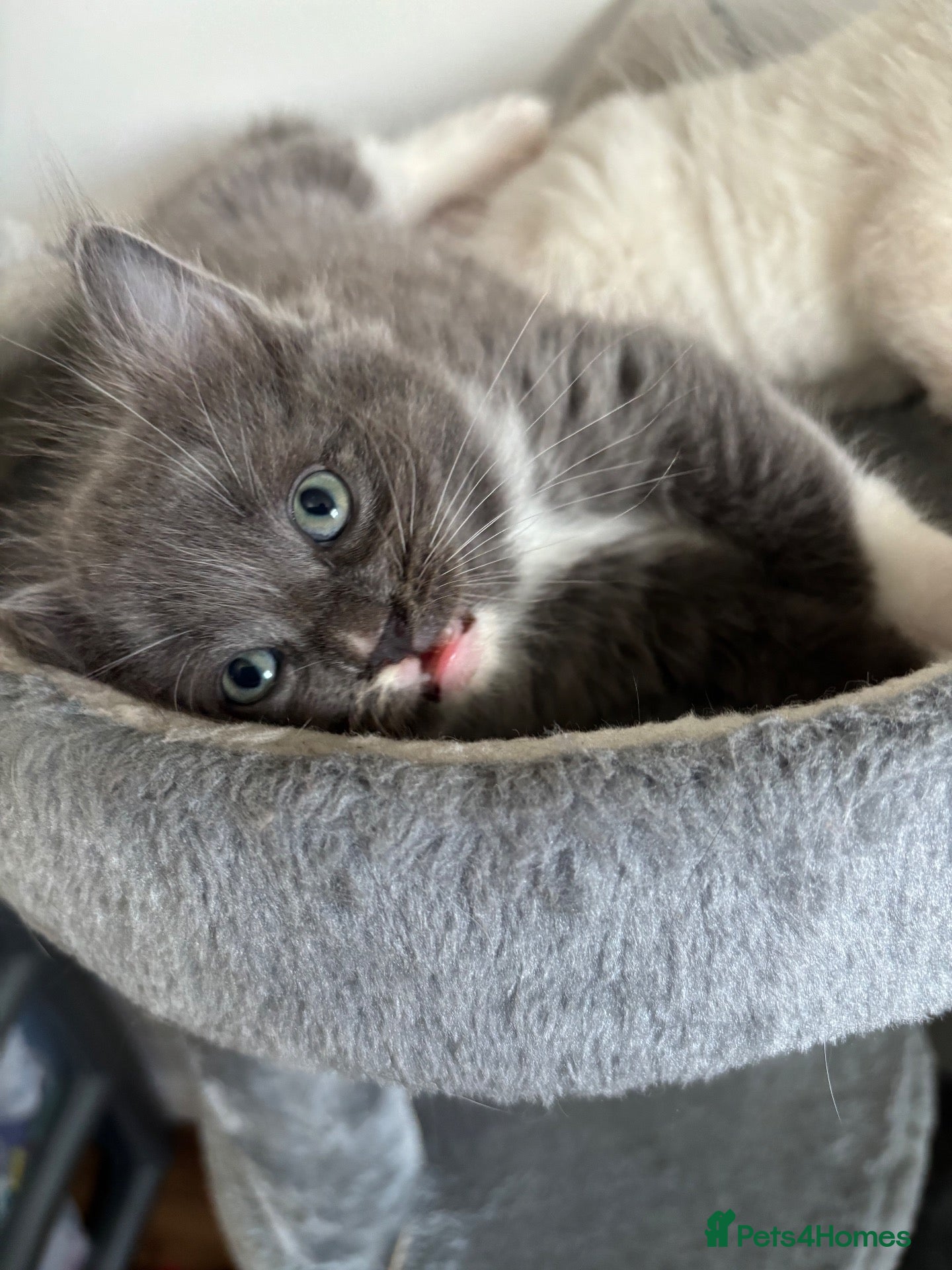 Ragdoll cats Ragdoll kitten 1 boy left  - Advert 10