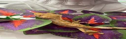 Mixed Breed reptiles for sale: various geckos! - Advert 14