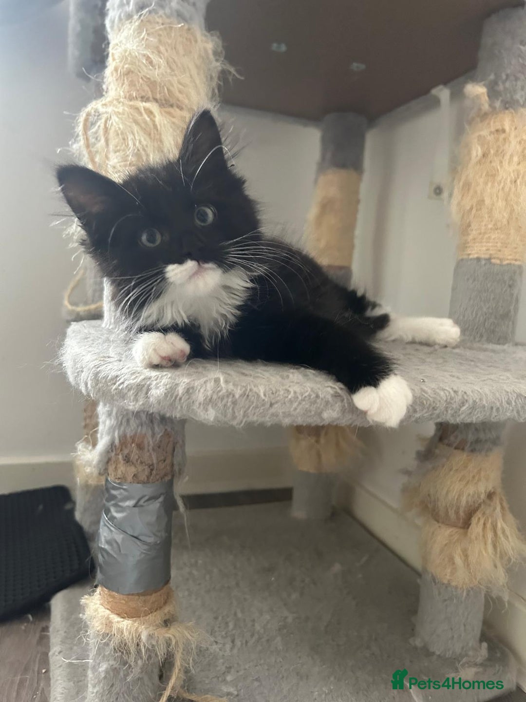 Ragdoll cats for adoption: Cute kitty - Image 3