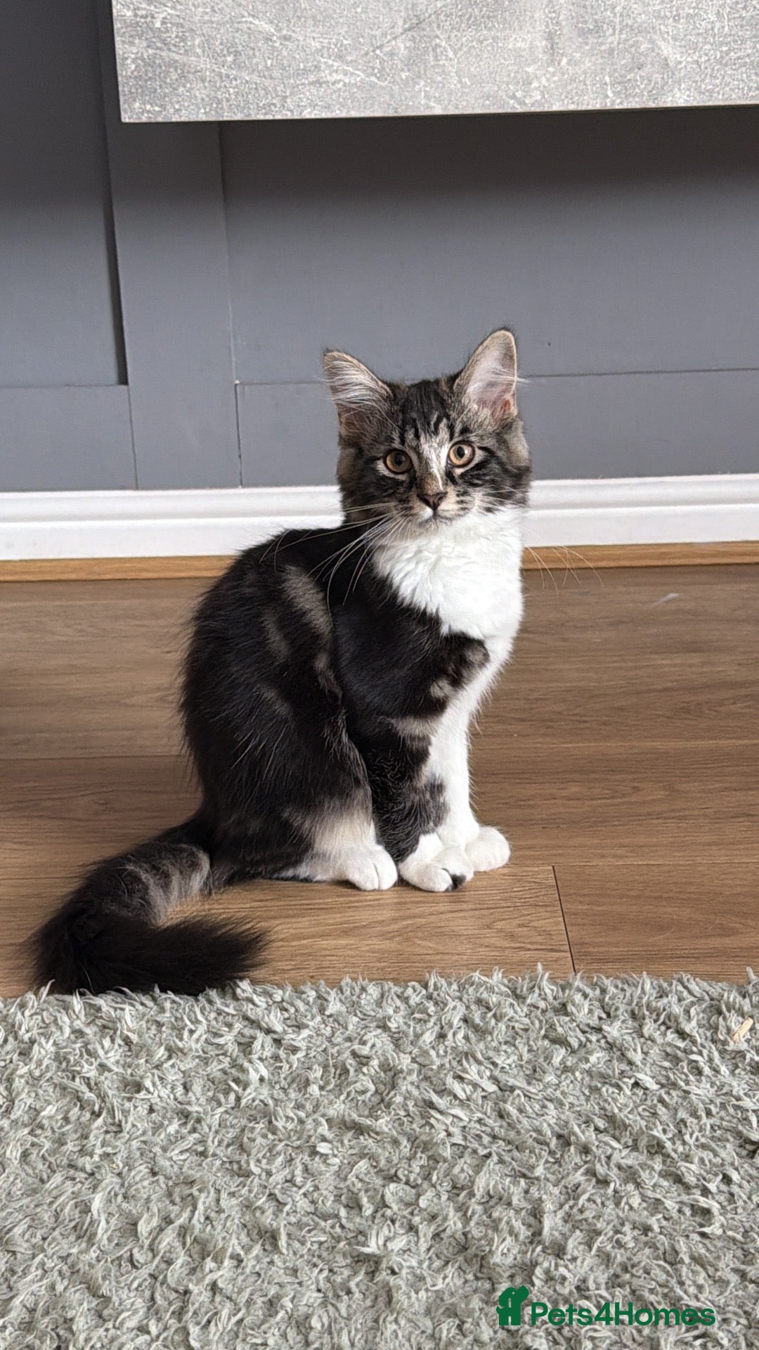 Mixed Breed cats Ragdoll x Bengall - Advert 17