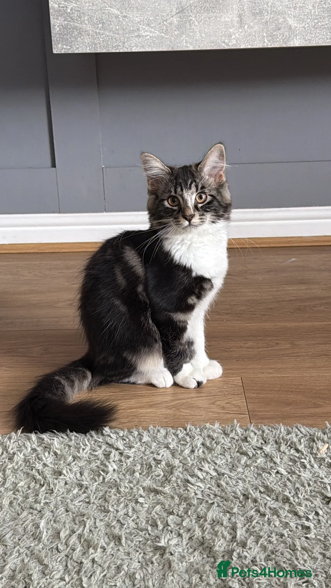 Mixed Breed cats for sale: Ragdoll x Bengall - Advert 1