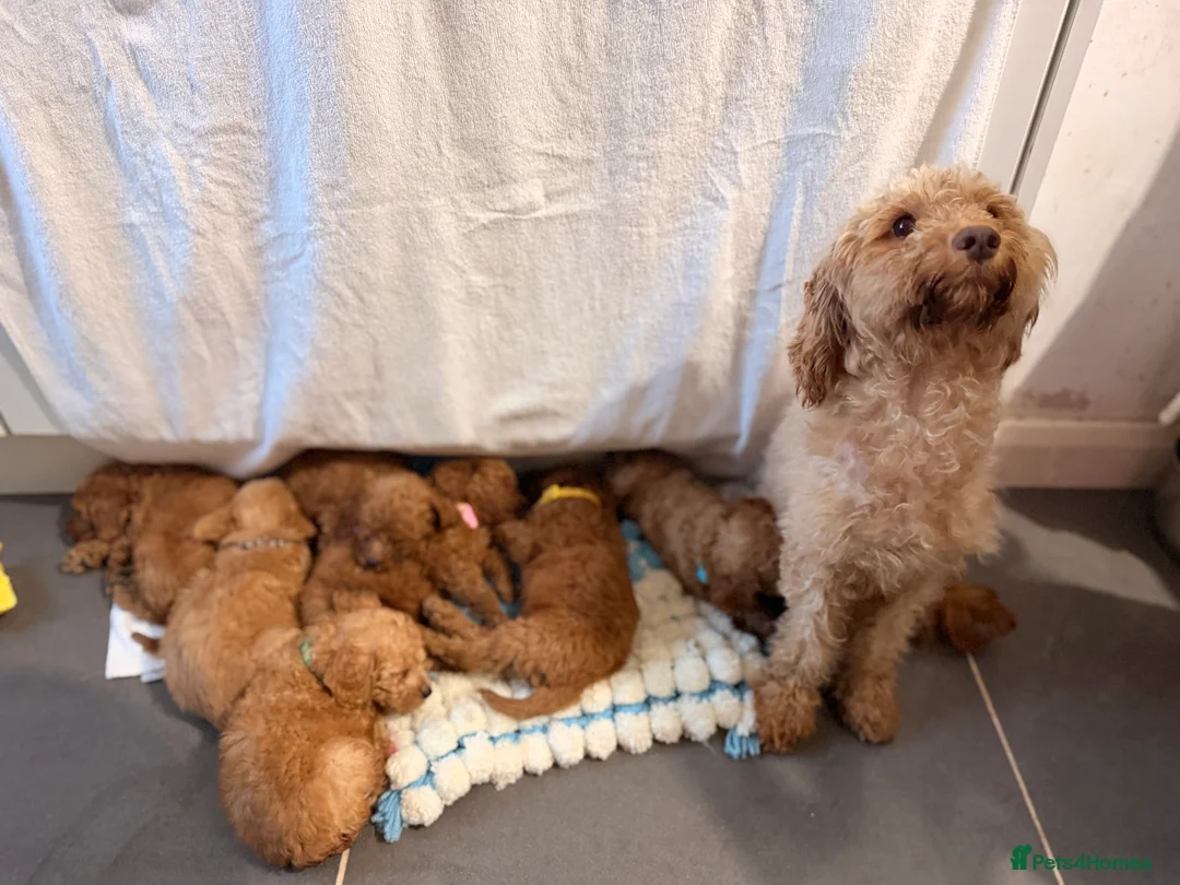Cockapoo dogs for sale: 🐾 Beautiful Cheeky Cockapoos 🐾 - Advert 1