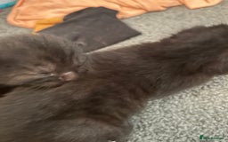 Mixed Breed cats for sale: Our beautiful cat has had a beautiful litter!  - Image 1