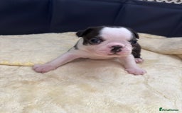 Boston Terrier dogs for sale: KC Registered 🐕❤️🏠 Puupy 🐕💙🏠Boston Terrier  - Image 14