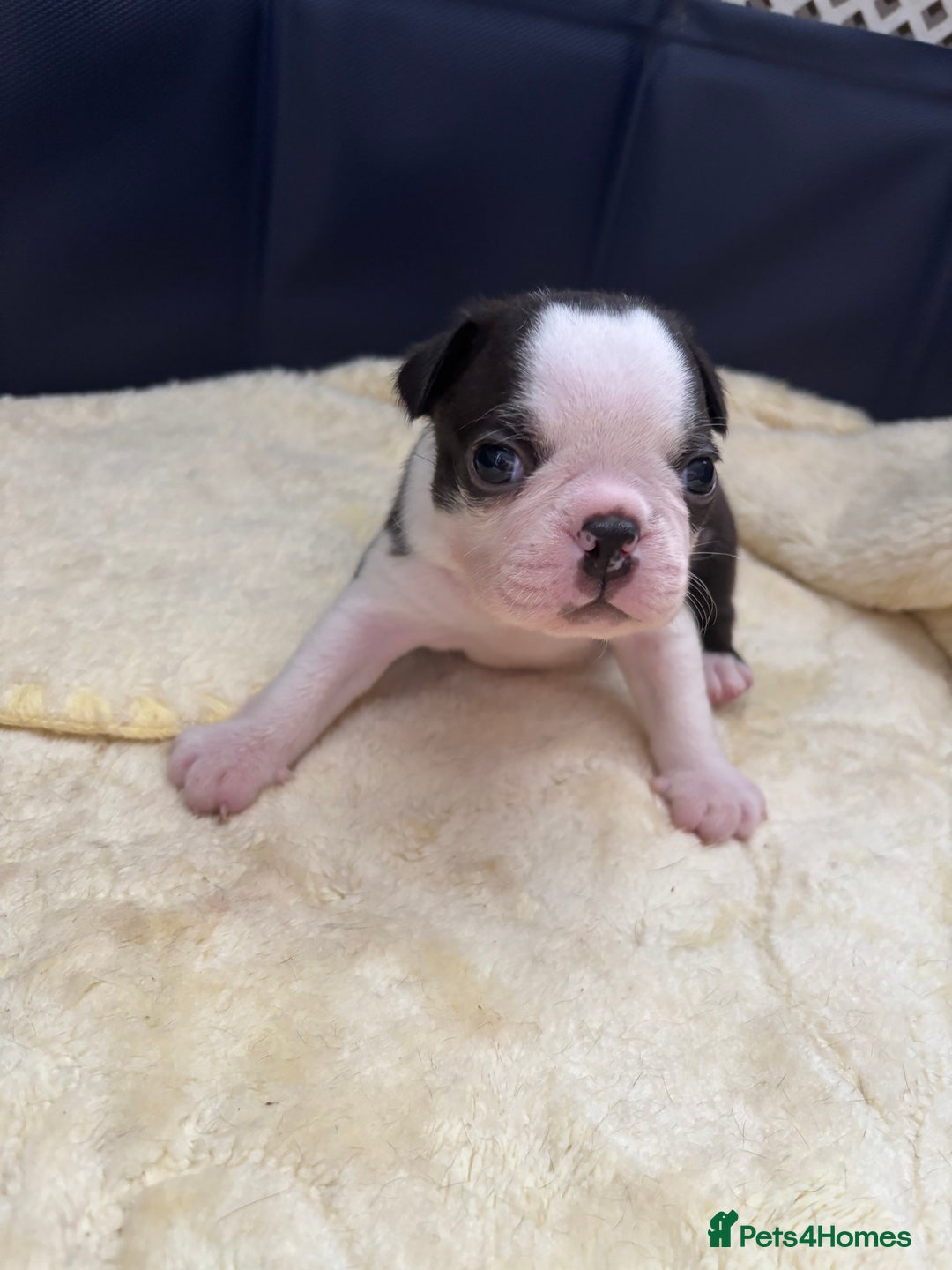 Boston Terrier dogs for sale: KC Registered 🐕❤️🏠 Puupy 🐕💙🏠Boston Terrier  - Image 14