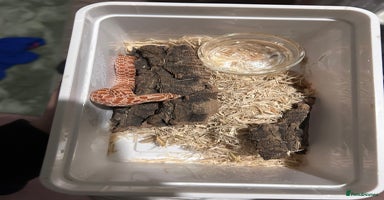 Snake reptiles Hognose hypo 66% het coral listed another in desc - Advert 15