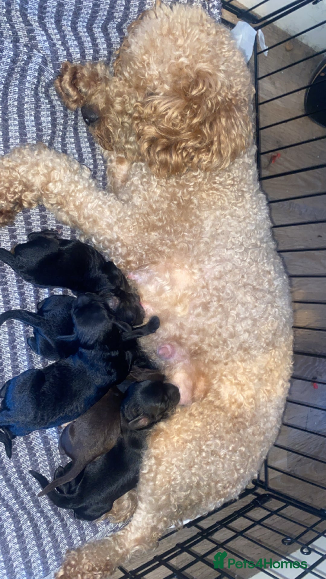 Cockapoo dogs for sale: Cockapoo puppies - Advert 1