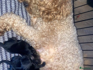 Cockapoo dogs Cockapoo puppies - Advert 11