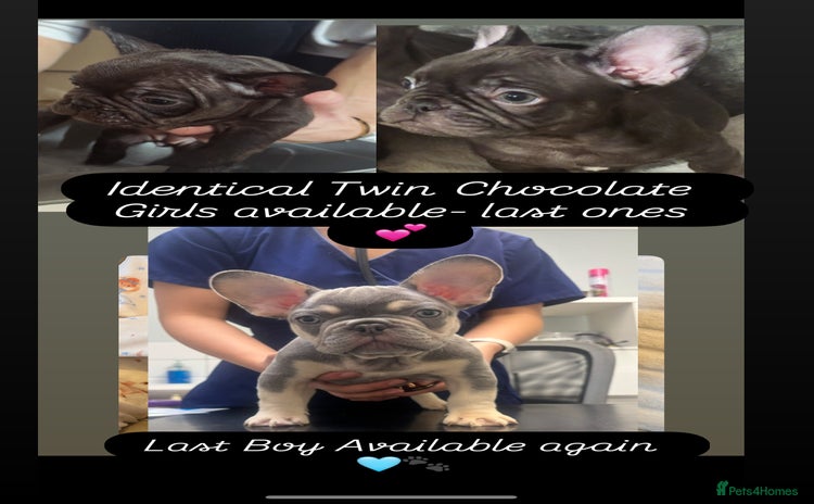 French Bulldog dogs REDUCED - FINAL 3 FRENCH BULLDOG PUPPIES - Advert 9