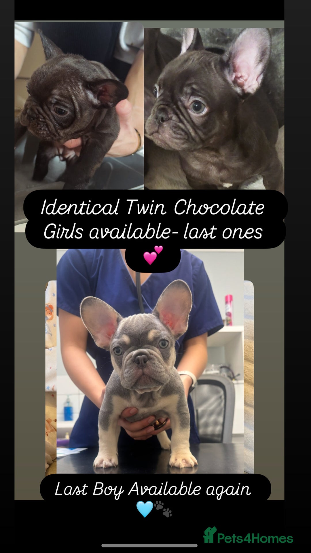 French Bulldog dogs for sale: REDUCED - FINAL 3 FRENCH BULLDOG PUPPIES - Advert 1