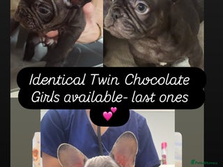 French Bulldog dogs REDUCED - FINAL 3 FRENCH BULLDOG PUPPIES - Advert 18