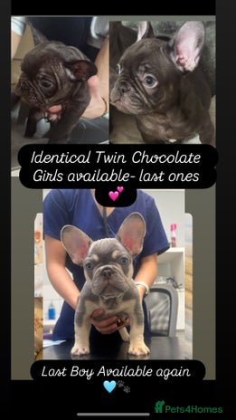 French Bulldog dogs REDUCED - FINAL 3 FRENCH BULLDOG PUPPIES - Advert 1