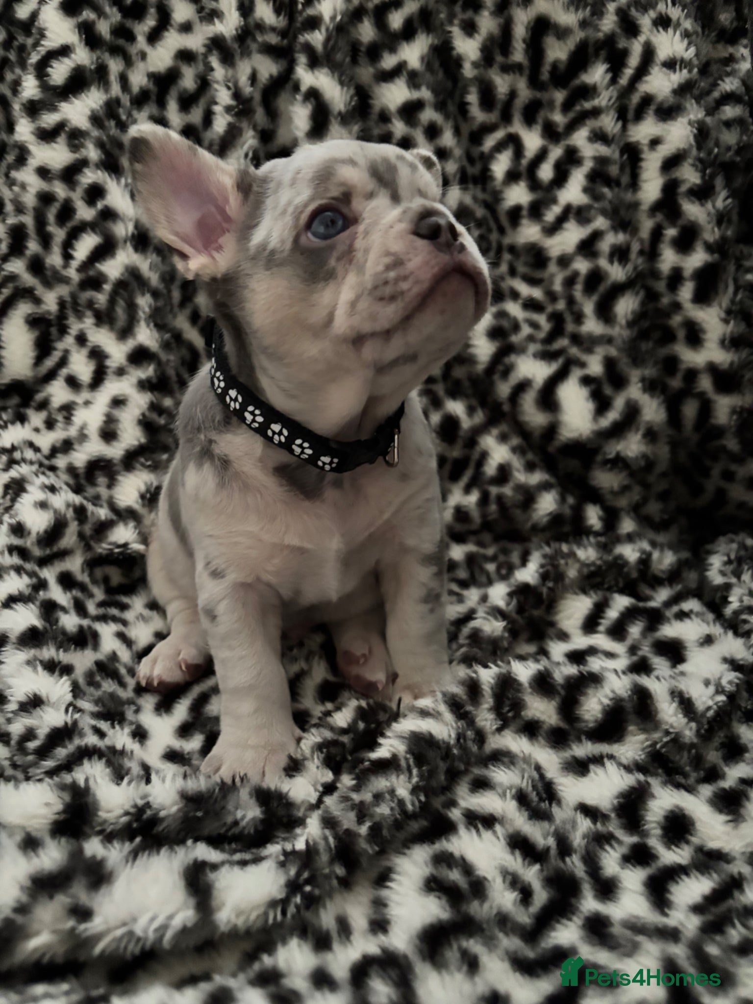 French Bulldog dogs 🐾High quality French bulldog puppies 🐾 - Advert 3