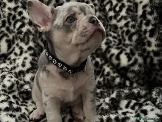 French Bulldog dogs 🐾High quality French bulldog puppies 🐾 - Advert 8