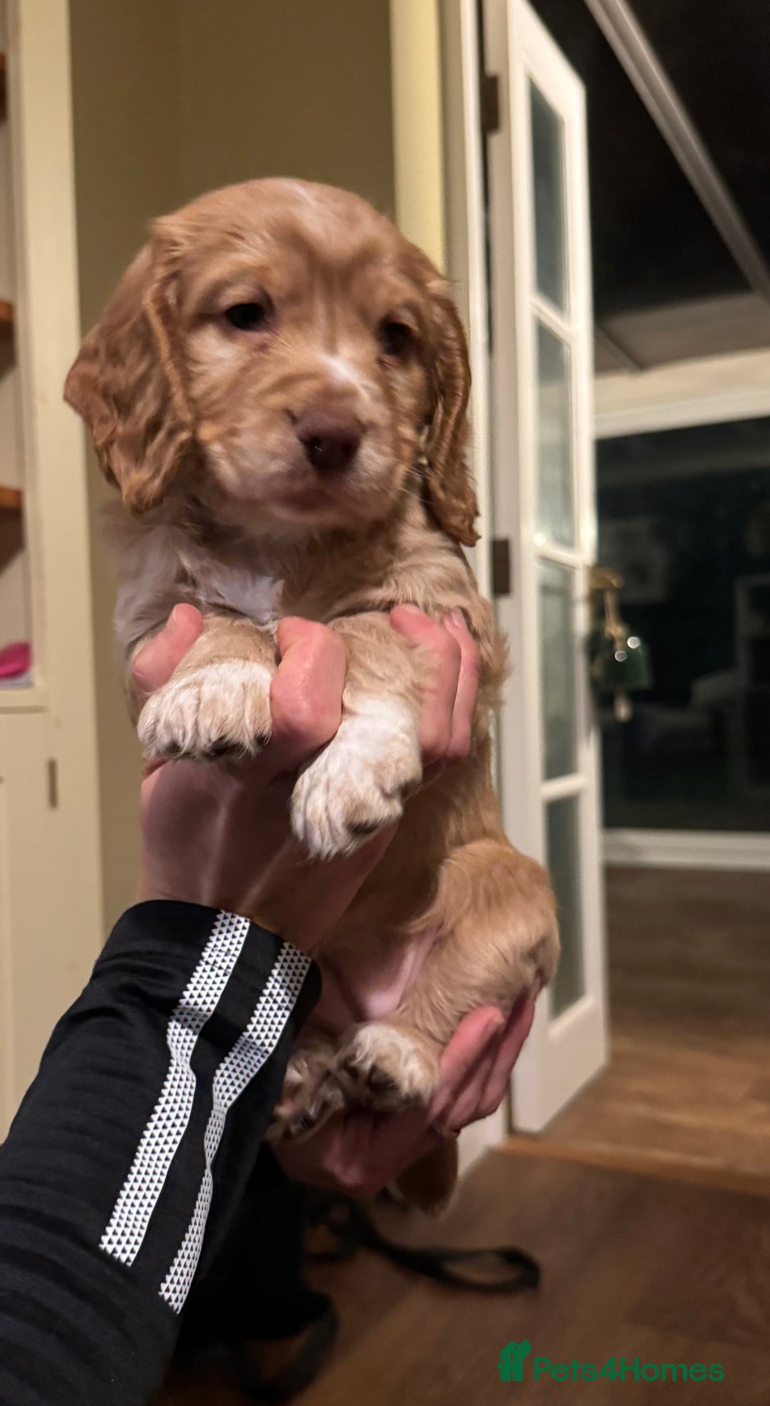 Cocker Spaniel dogs for sale: Cocker spaniel puppy  - Image 3