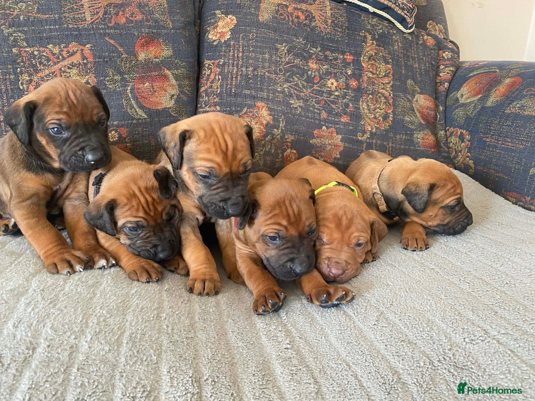 Rhodesian Ridgeback dogs KC reg Ridgeback puppies - Advert 2
