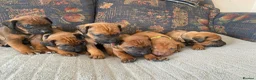 Rhodesian Ridgeback dogs for sale: KC reg Ridgeback puppies - Advert 3