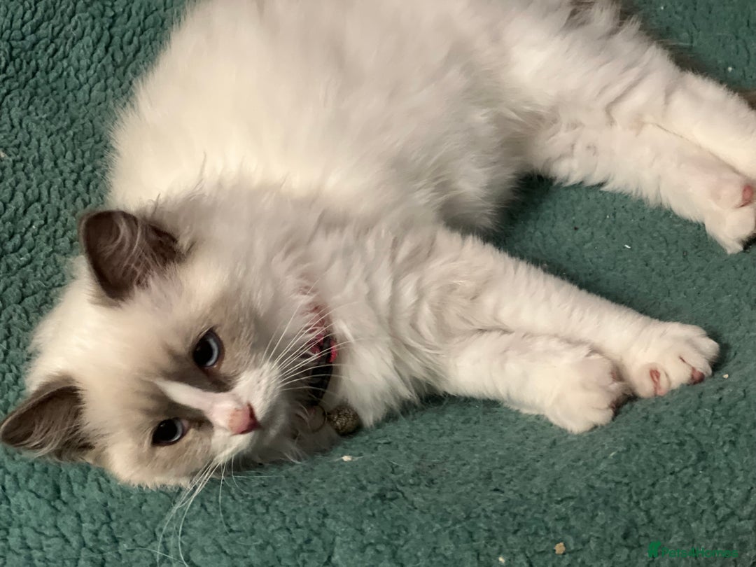 Ragdoll cats for sale: Pure ragdoll mitted blue/seal tortie kittens - Advert 16