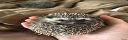 Pygmy Hedgehog rodents for sale: Two Gorgeous Hoglets for Loving Forever Homes - Advert 4