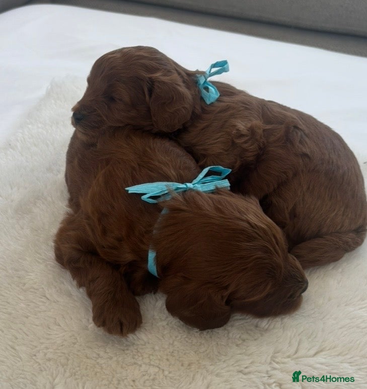 Cavapoo dogs Extensively Health Tested Toy Deep Red Cavapoos - Advert 5