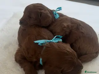 Cavapoo dogs Extensively Health Tested Toy Deep Red Cavapoos - Advert 1