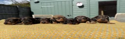Mixed Breed dogs for sale: STANDARD WIREHAIRED DACHSHUND PUPPIES in Shrewsbury - Advert 20