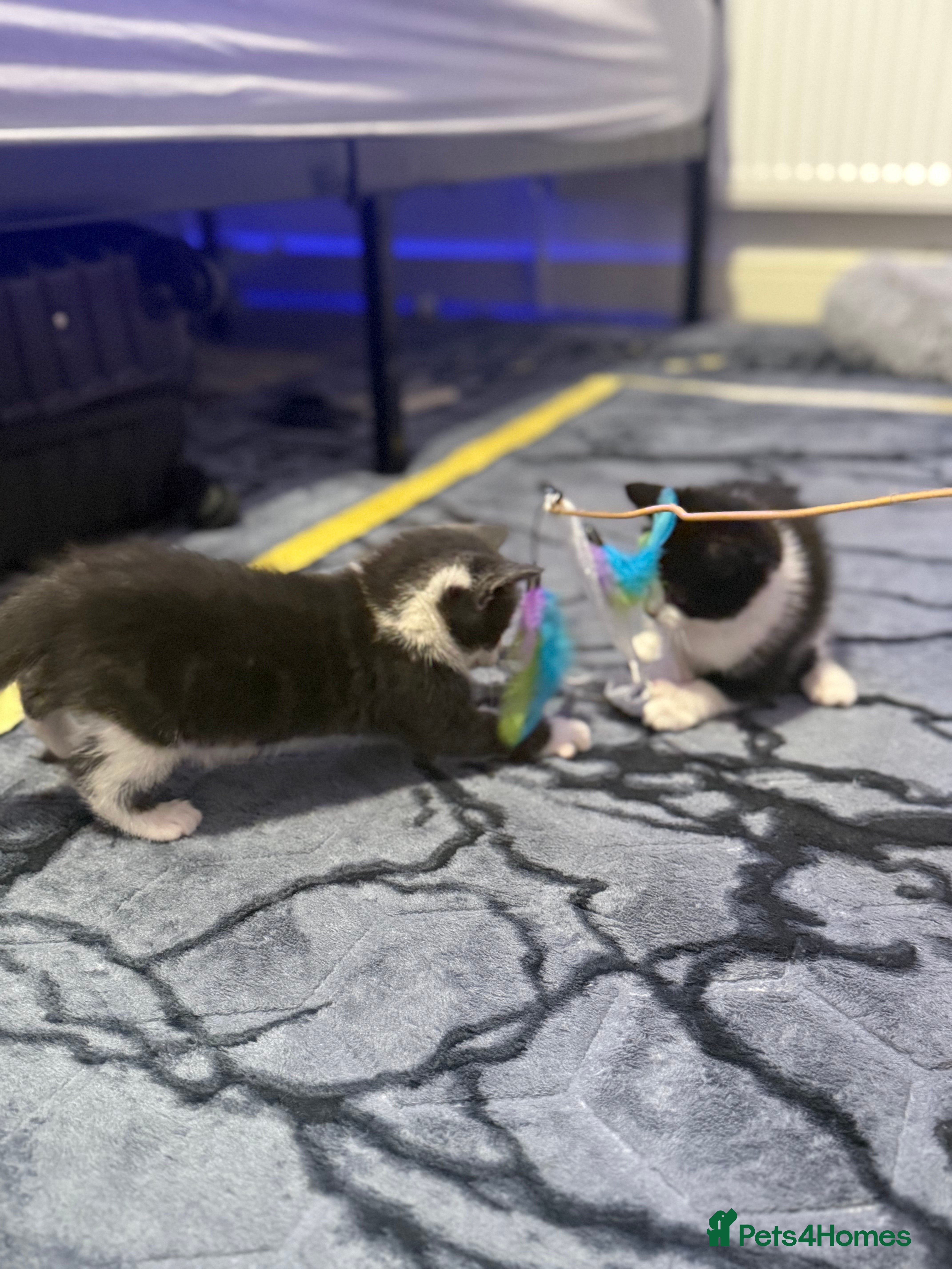 Mixed Breed cats BEAUTIFUL RAGDOLL ✨ AND DOMESTIC MIX KITTENS❤️ - Advert 8