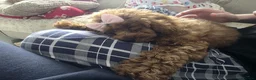 Toy Poodle dogs for sale: Asian Toy Poodle 🧸 Girl in Musselburgh - Advert 2