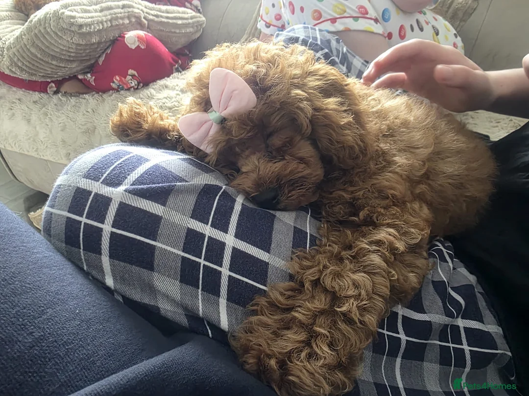 Toy Poodle dogs for sale: Asian Toy Poodle 🧸 Girl in Musselburgh - Advert 2